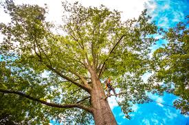 Trusted Portage Lakes, OH Tree Services Experts